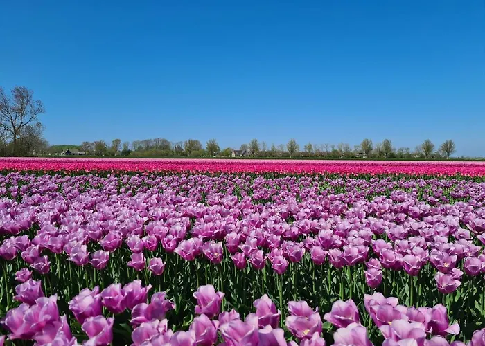 シャレー 579 Op Recreatiepark De Wielen シント・マールテン