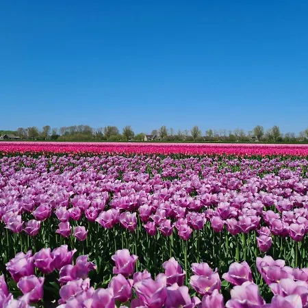 شاليه 579 Op Recreatiepark De Wielen سينت مارتن